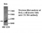 CXCR4 Antibody (N-Terminus)